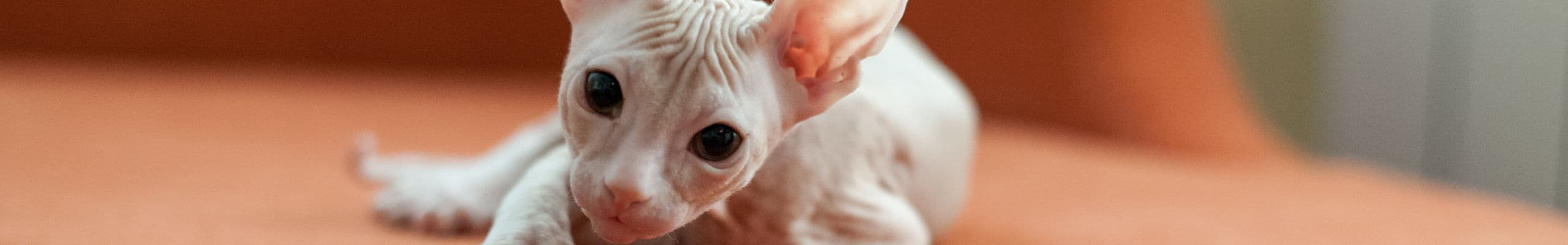 Sphynx iFokus